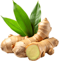 Illustration associated with ginger extract