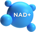 Illustration associated with NAD+